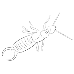 Earwig Up See Free Coloring Page for Kids