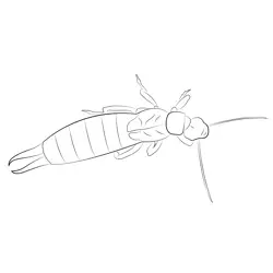 Earwig White Free Coloring Page for Kids