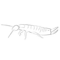 Earwig Free Coloring Page for Kids
