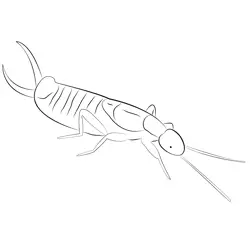 European Earwig Free Coloring Page for Kids