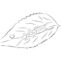 Leaf Up Earwig Free Coloring Page for Kids
