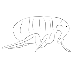 Flea Bed Bug Free Coloring Page for Kids