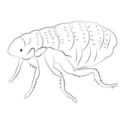 Flea Free Coloring Page for Kids