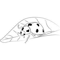 Cute Ladybug Free Coloring Page for Kids