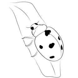Luck Ladybug Free Coloring Page for Kids