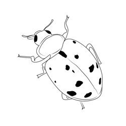 Spirit Of Ladybug Free Coloring Page for Kids