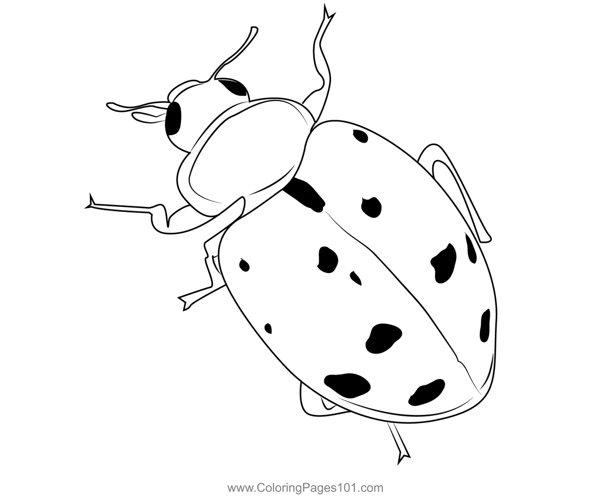 Spirit Of Ladybug