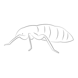 Bedbug Free Coloring Page for Kids