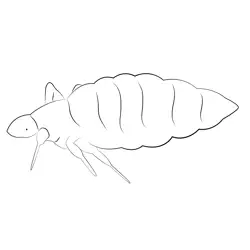 Body Lice Free Coloring Page for Kids