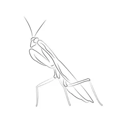 Praying Mantis Insect Free Coloring Page for Kids