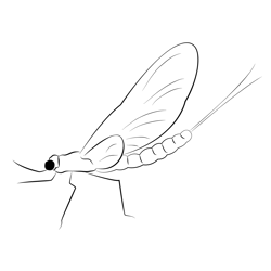 Atlas Mayfly Free Coloring Page for Kids