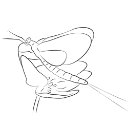 Flower Up Mayfly Free Coloring Page for Kids