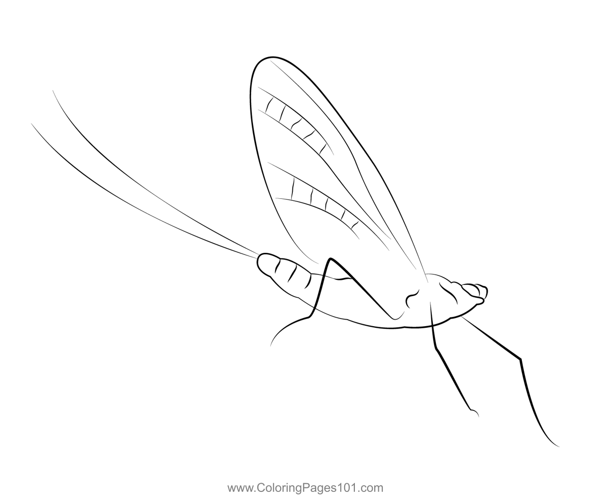 Mayfly Fly
