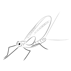 Mayfly Look Free Coloring Page for Kids