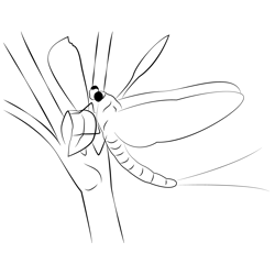 Mayfly Male Free Coloring Page for Kids