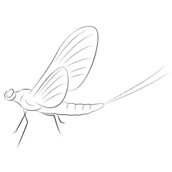 Mayfly Free Coloring Page for Kids