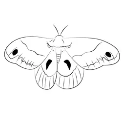 Cecropia Moth Wings Free Coloring Page for Kids