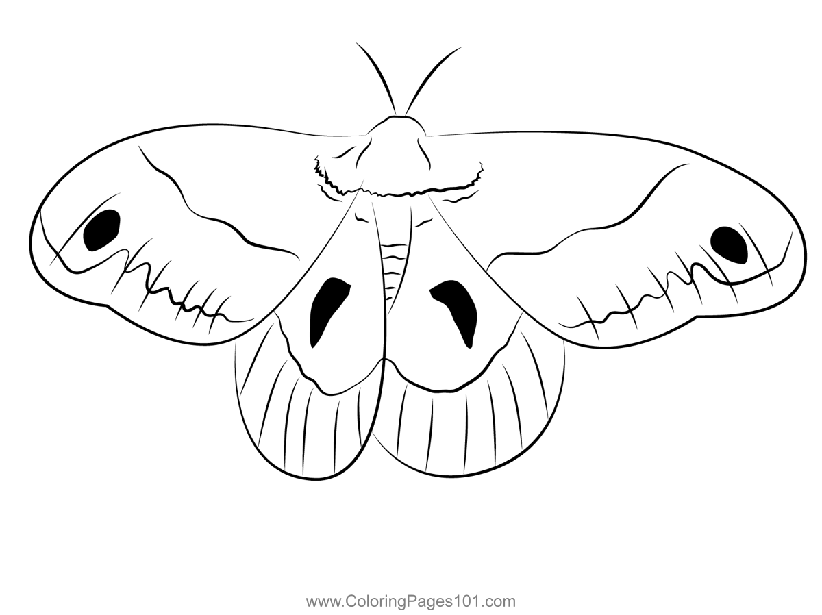 Cecropia Moth Wings