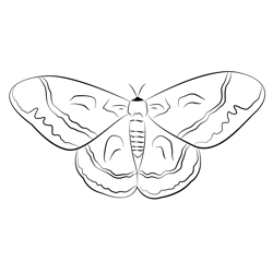 Cecropia Moth Free Coloring Page for Kids