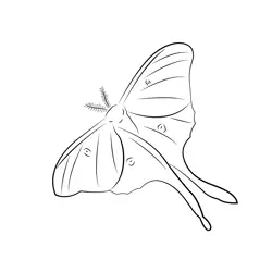 Green Moth Free Coloring Page for Kids