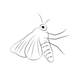 Moth At Look Free Coloring Page for Kids