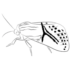 Moth At Sleeping Free Coloring Page for Kids