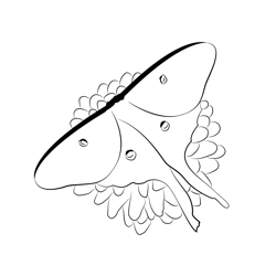 Moth Flower Up Free Coloring Page for Kids