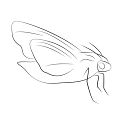 Moth Fly Free Coloring Page for Kids