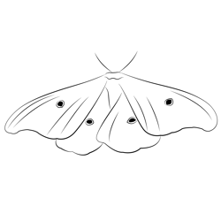 Moth Look Free Coloring Page for Kids