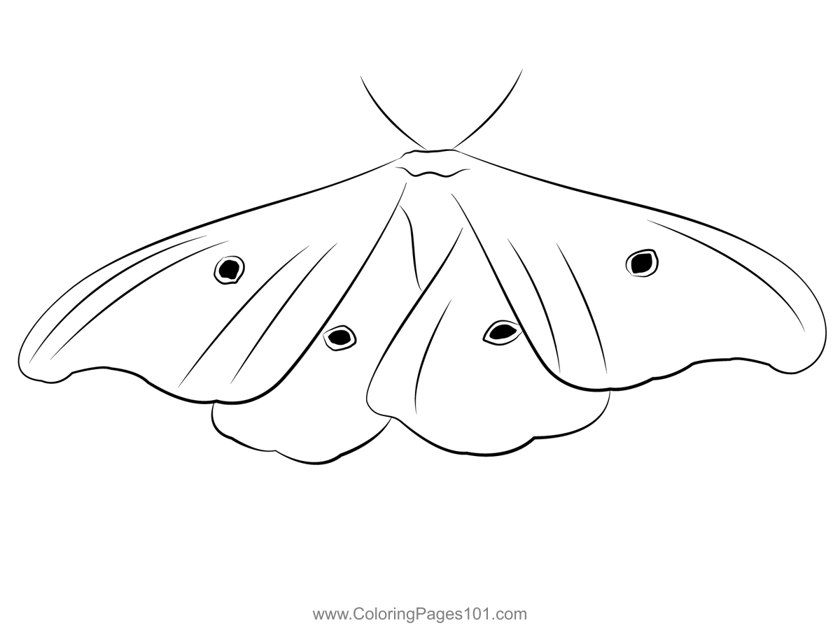 Moth Look