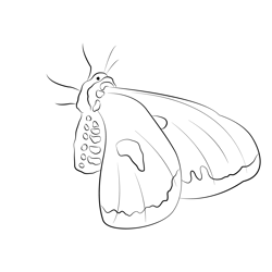 Moth Up Free Coloring Page for Kids