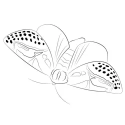Moth Free Coloring Page for Kids