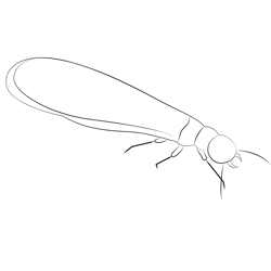Black Termites Free Coloring Page for Kids