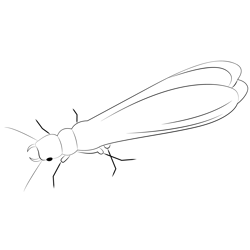 Dampwood Termite Free Coloring Page for Kids