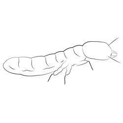 Drywood Termite Soldier Free Coloring Page for Kids