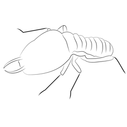 Red Termites Free Coloring Page for Kids