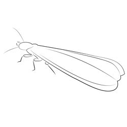 Termites Look Free Coloring Page for Kids