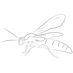 Black Flower Wasp Free Coloring Page for Kids
