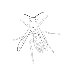 Black Yellow Wasp Free Coloring Page for Kids