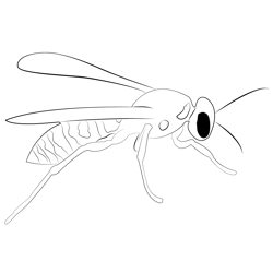 European Paper Wasp Free Coloring Page for Kids