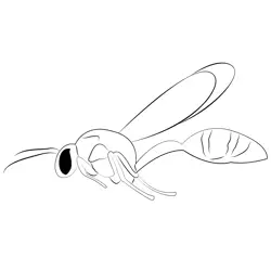 Potter Wasp Free Coloring Page for Kids