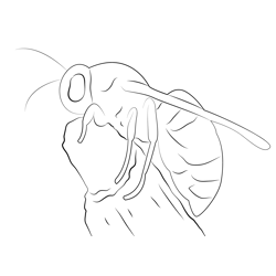 Types Of Wasps Free Coloring Page for Kids