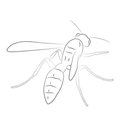 Wasp Back Look Free Coloring Page for Kids