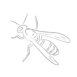 Wasp Free Coloring Page for Kids
