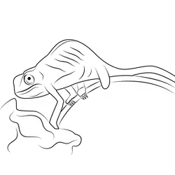 Chameleon On Orchid Free Coloring Page for Kids