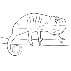 Veiled Chameleon Free Coloring Page for Kids