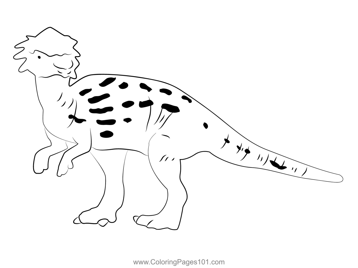 Pachycephalosaurus With Patches