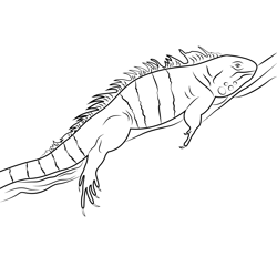 Green Iguana Free Coloring Page for Kids