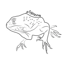 Iguana Free Coloring Page for Kids