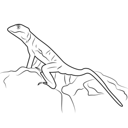 Collared Lizard Free Coloring Page for Kids